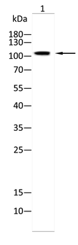 CBL Antibody