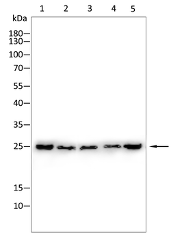 SFTPC Rabbit Polyclonal Antibody