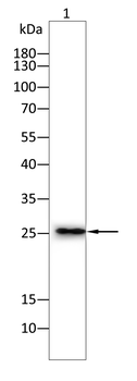 SFTPC Rabbit Polyclonal Antibody