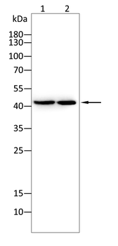 SPI1 Antibody