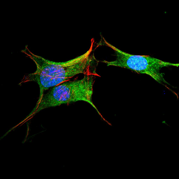 DCTN4 Antibody