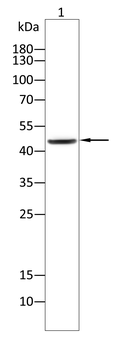 CFLAR Antibody