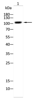 CBL Antibody