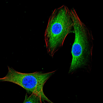SFTPC Rabbit Polyclonal Antibody