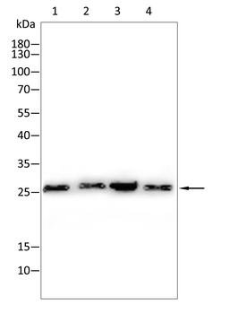 SFTPC Rabbit Polyclonal Antibody