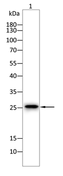 SFTPC Rabbit Polyclonal Antibody