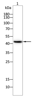 CBX8 Antibody