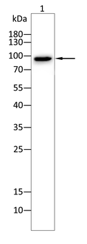 ABCC4 Antibody