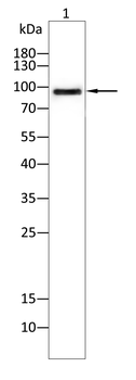 ABCC4 Antibody