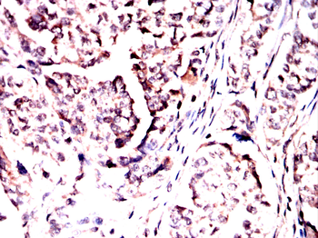 B2M Antibody