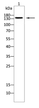 NPC1 Antibody