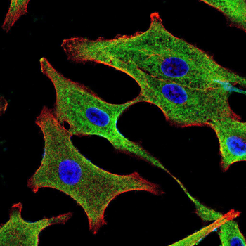 CD22 Antibody