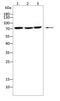 MCAM Antibody