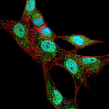 NBN Antibody