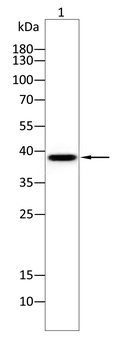 THPO Antibody