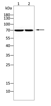 CLGN Rabbit Polyclonal Antibody