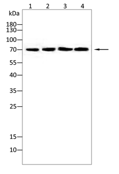 CLGN Antibody
