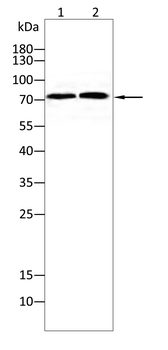 GAB2 Antibody