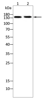 RPTOR Antibody