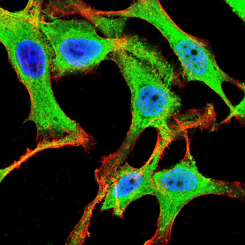 PRL Antibody