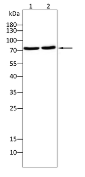 PRKCG Antibody