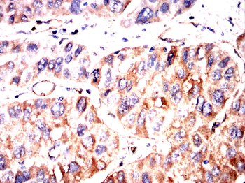 PRKCG Antibody