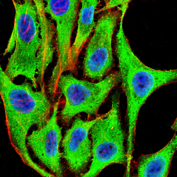 PRKCG Antibody