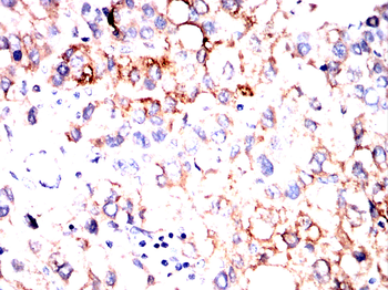 PRKCG Antibody