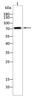 PRKCG Antibody