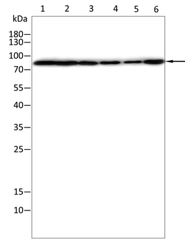 APP Antibody