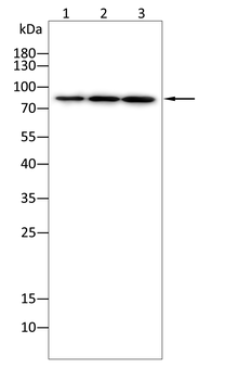 APP Antibody
