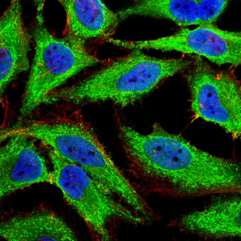 PKN1 Antibody