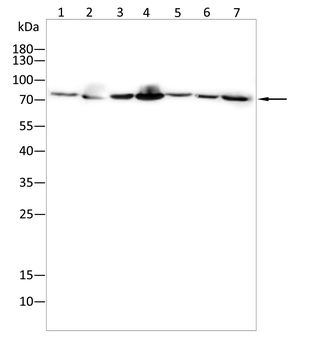 SEMA3A Antibody