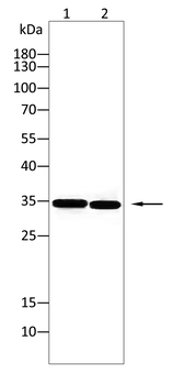 CASP7 Antibody