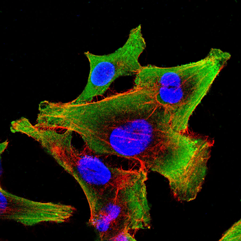 RANGAP1 Antibody