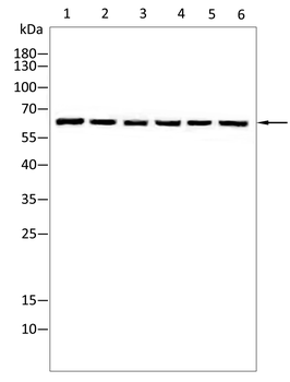RANGAP1 Antibody