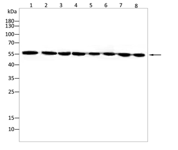 HSF1 Antibody
