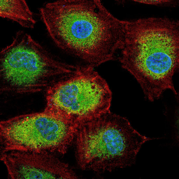 CGA Antibody
