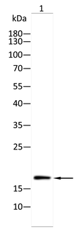 CGA Antibody