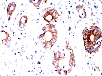 APC Antibody