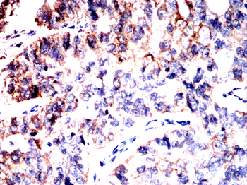 APC Antibody