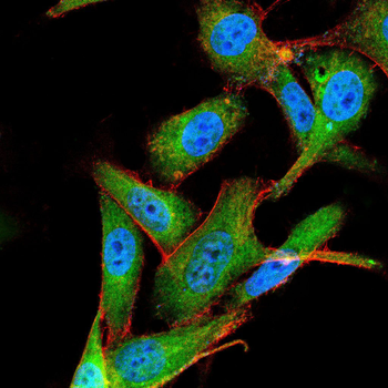 EZR Antibody