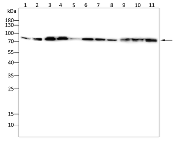 EZR Antibody