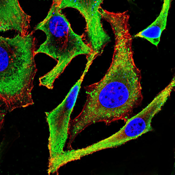 GNAS Antibody