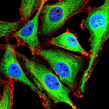 HMMR Antibody