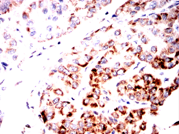 SIRT4 Antibody