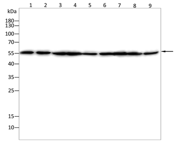 SIRT4 Antibody
