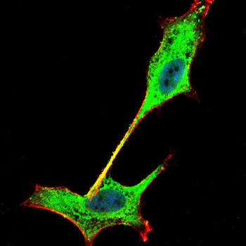RAB8A Antibody