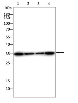 RAB8A Antibody