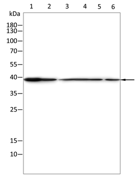 SIRT6 Rabbit Polyclonal Antibody